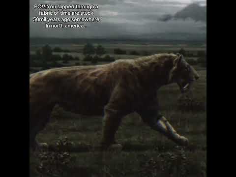 Saber-toothed tigers.. #fyp #prehistoric #extinct #sabertoothtiger #miocene #viral #northamerica