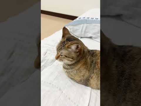 猫パンチ炸裂 #猫 #cat