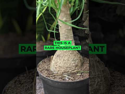 The ponytail palm #plants #houseplants #viral #shorts #indoorplants