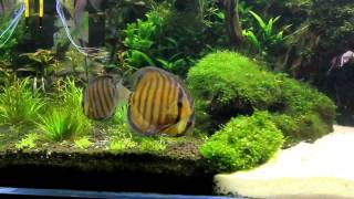 AquaDreams Wild Discus Plant Tank vol. 1