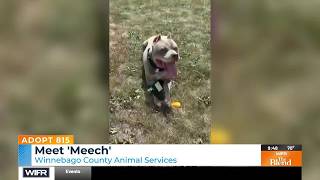Adopt 815 - Meet Meech