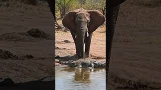 Elephant vs Crocodile: River Attack Turns Wild #shorts #youtubeshorts  #wildlifeshorts