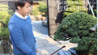 今年は盆栽枯らさない・初夏の水かけ [盆栽・初心者]