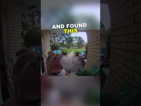 This Dog Caught on Camera Ringing Doorbell 😂😭#short