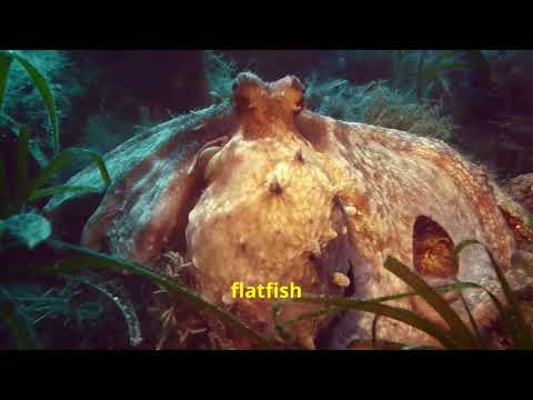 Top 10 Most unique Animal Abilities!!