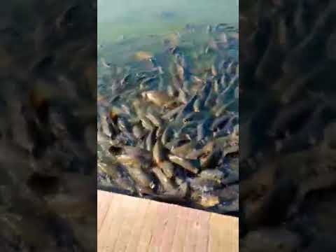 Fishlake #fishes #ytshorts #explorepage #shorts#fish #lake#india#indian #uniqueplaces #uniqueshorts