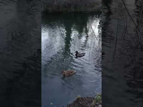 Duck Date swim (1)