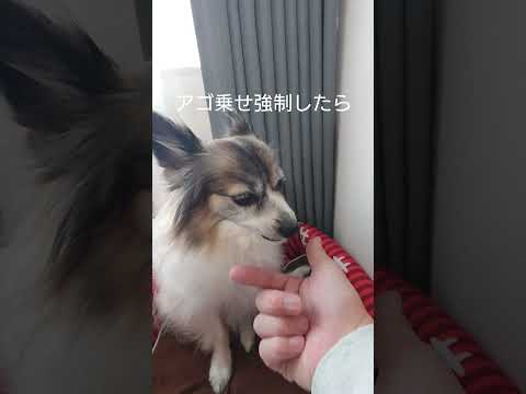 あご乗せさせたら激おこな犬 #激おこ #パピヨン #犬の遊び