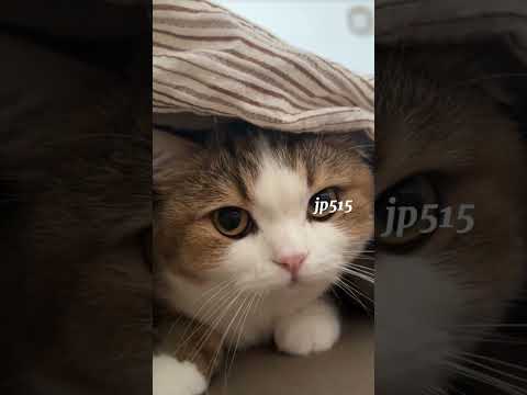 Do you wanna pet this cat? #catlover #cat #cute #pets #kucing