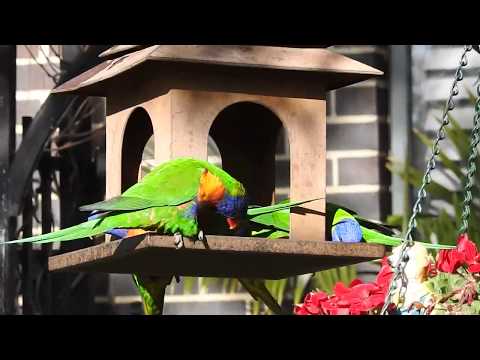 2019.07.08  Rainbow Lorikeet  Elton Y  1080