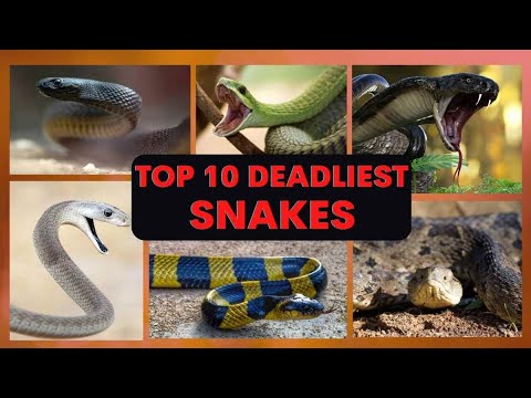 The Most Venomous Snakes in the World| বিশ্বের সবচেয়ে বিষাক্ত ১০টি সাপ।दुनिया के  सबसे जहरीले सांप