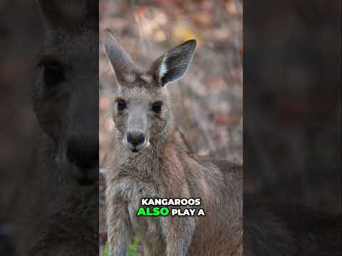 Kangaroo Power: Crazy Kicks & Aussie Secrets!