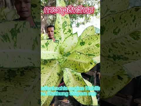 ต้นกระทุงสิทธิพร