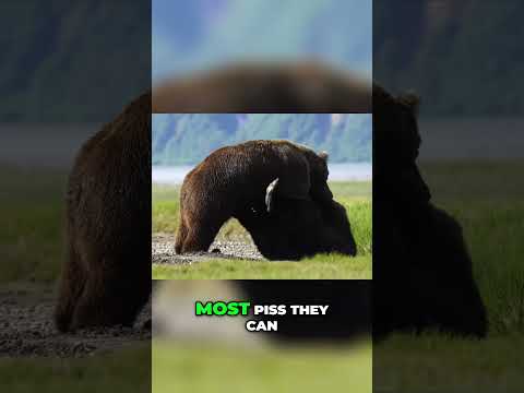 Massive Bears Battle as Photographers Observe Up Close!