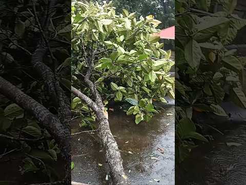 ⛈️🌪️ഞങ്ങൾക്കും പണി കിട്ടി guyzz🥲| And....stay safe  #rain #damage #storm #home #shorts #youtube #now