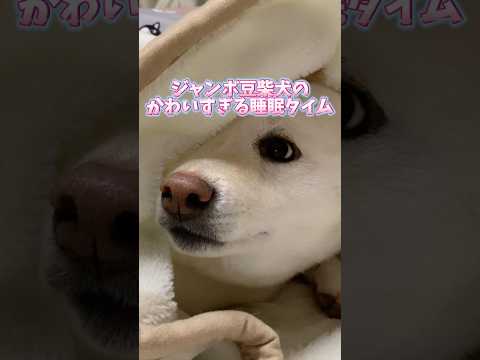 ジャンボ豆柴犬の可愛すぎる睡眠タイム💤　#shorts #柴犬 #犬 #dog