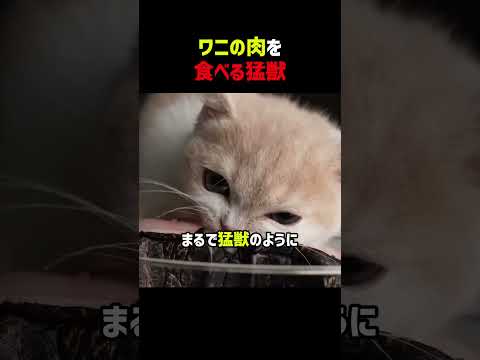 おやつの時間だよ！