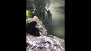 Iwagumi CO2 UP Inline Atomizer