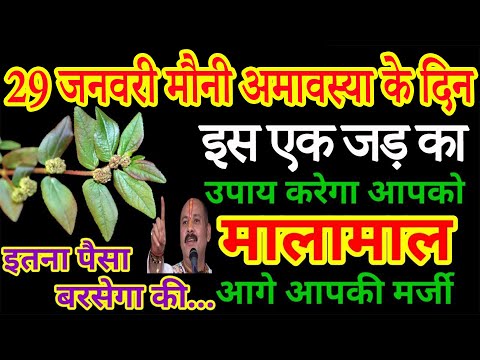 29 जनवरी मौनी अमावस्या के दिन पहन लेना इस पौधे की जड़ धनवान बनोगे | Pardeep Ji Mishra