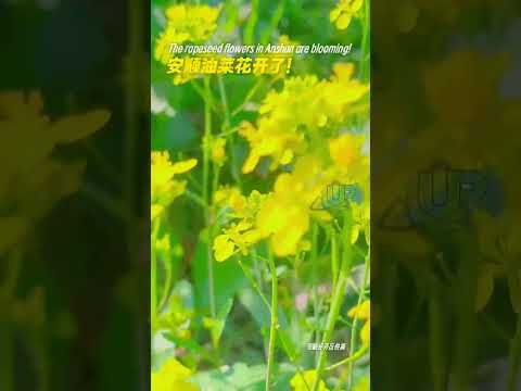 The rapeseed fiowers in Anshun are blooming! 100天的春季，100分的美丽故事的小黄花比往年要来得早；关于春天的秘密，都藏在了油菜花里！