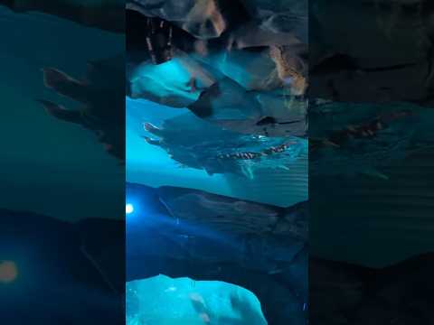 Braving the LEVIATHAN Roller Coaster 🐉 Sea World Australia ✨ #ASMR #Shorts