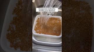 Inexpensive method to feeding your chickens. #chickens #chicken #poultryfarming #egg #farmlife #fyp