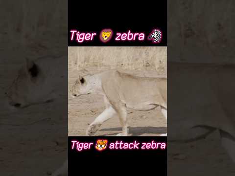 Tiger vs zebra animal's attack #trending #animals #tiger #zebra