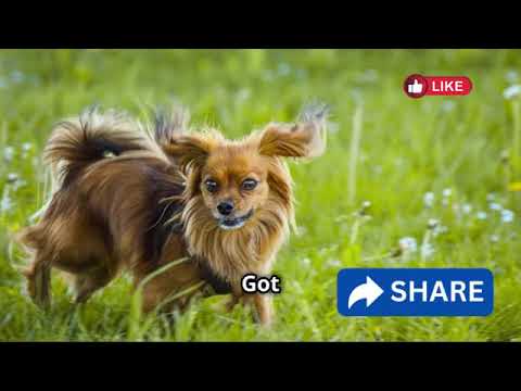 Why Long-Haired Dachshunds Are Taking Over! 🐶✨