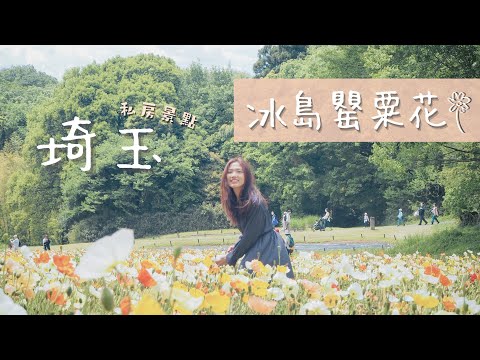 【日本東京近郊｜#武藏丘陵森林公園】滿滿的冰島罌粟花海！超美的～順道體驗在林間馳騁腳踏車的快感吧(=ﾟωﾟ)ﾉ｜日本埼玉｜采采旅行