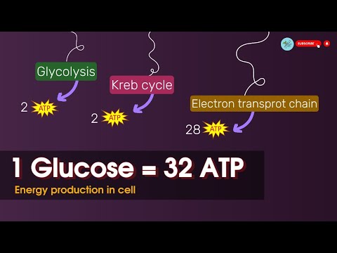 ATP ⚡production in cellular respiration || 1glucose = ~32-36 ATP molecules