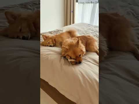 dogs sleep time 💤 #dog #sleep #vlog #subscribe #shorts