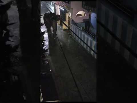 Giant Wild Elephant spotted in RISHIKESH#