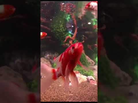UWS GA☆KYO WORKS 2018 「WOW！金魚あそび」京都水族館