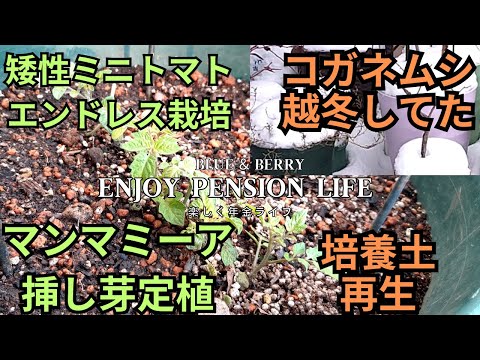 越冬コガネムシ!ミニトマト・マンマミーア(エンドレス栽培)挿し芽定植