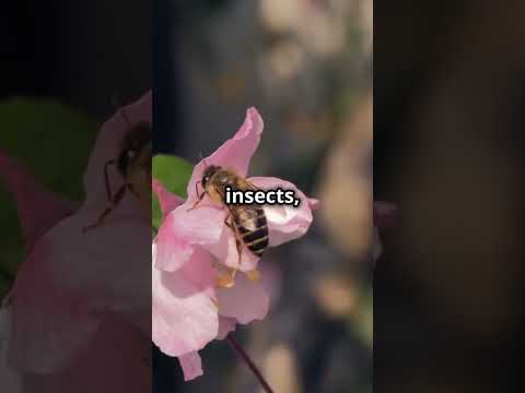 "5 Unknown Facts About Bees 🐝 | Mind-Blowing Bee Facts You Didn’t Know!"