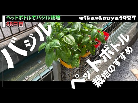 【一家に一つ欲しい！】ペットボトルでバジルを育てる！｜ペットボトル栽培｜フェンス栽培
