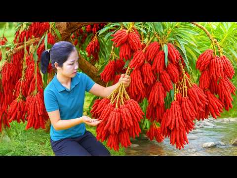 Harvesting 1000 + Kg Buddha's Hand To Sell At Market, Pick Red Coconut | Tieu Ca - Free Bushcraft