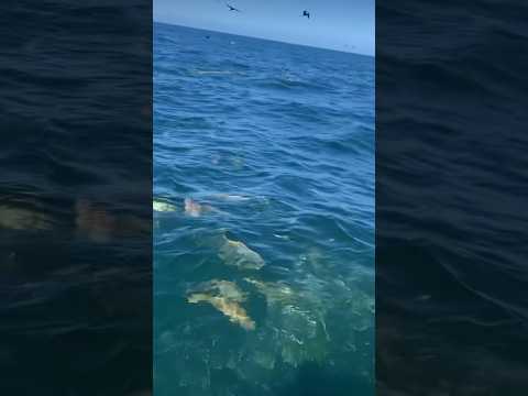 REDFISH MAYHEM! Topwater popping BIG bull #redfish in Florida. #fishing