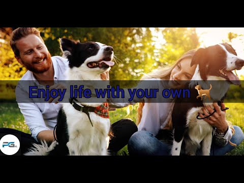 how to keep happiness your dog