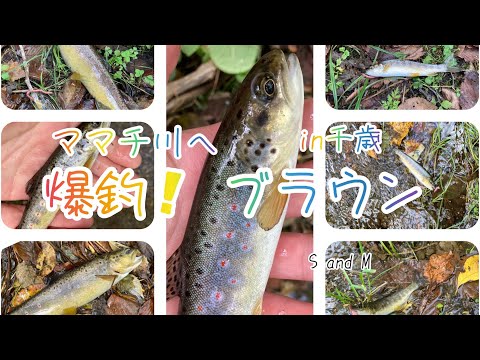 【渓流釣り】爆釣ブラウントラウト！サイズより数で勝負！寒くてもまだまだ釣りに行きます。