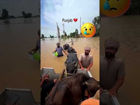 pray 🙏 for panjab.😭😭😭