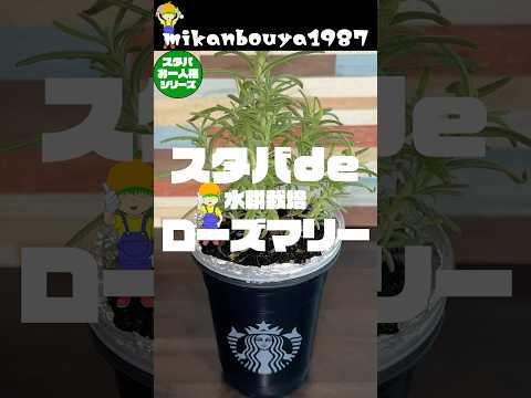 【スタバ栽培】ローズマリーの水耕栽培！