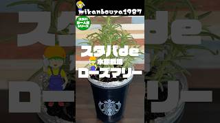 【スタバ栽培】ローズマリーの水耕栽培！