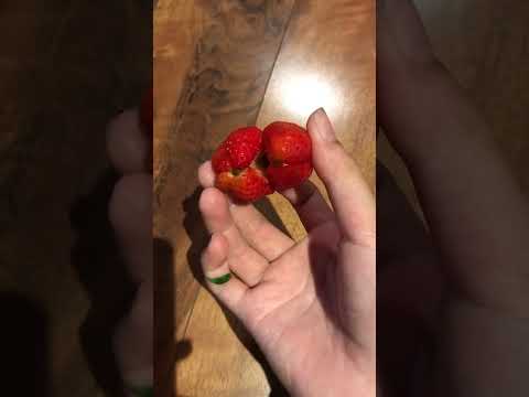 It’s a normal strawberry, it’s a normal strawberry.