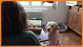 Fergus was anxious on his walks. Discover how ThunderShirt gave him confidence
