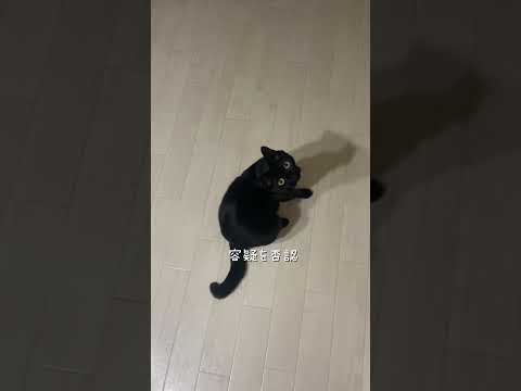 お嬢ちゃん、わかってはる？ #猫 #ねこ
