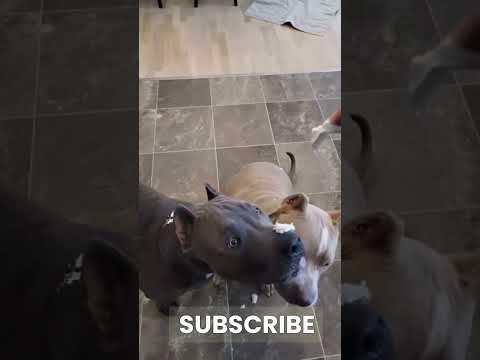 Pitbull Dog Eating Whipped Cream in Slowmo