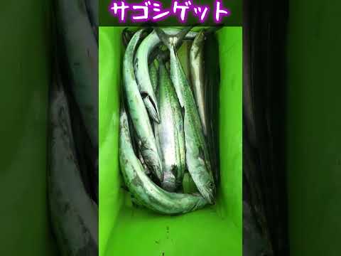 サゴシ釣って食うのうますぎぃぃぃぃ#shorts