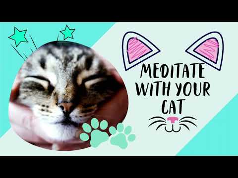 😻🐈 Zen Purrfection: A Tranquil Meditation Experience for You and Your Feline Friend | Cat Meditation
