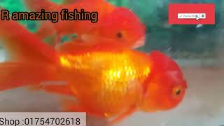 রংিল মাছ সুনদরমাছ, fishing  beautiful fish amazing  script 2023 simulator script ar fishing games